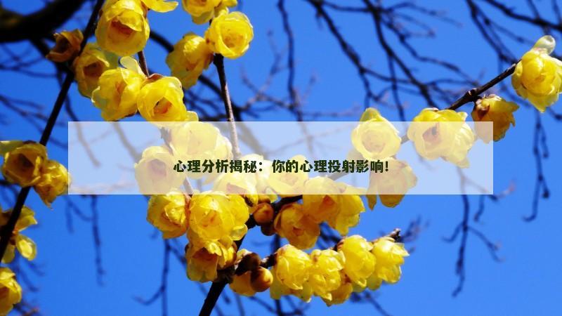 心理分析揭秘：你的心理投射影响！