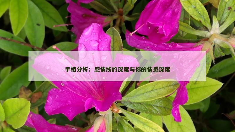 手相分析：感情线的深度与你的情感深度