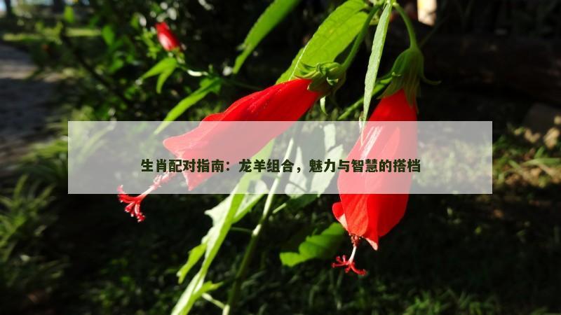 生肖配对指南：龙羊组合，魅力与智慧的搭档