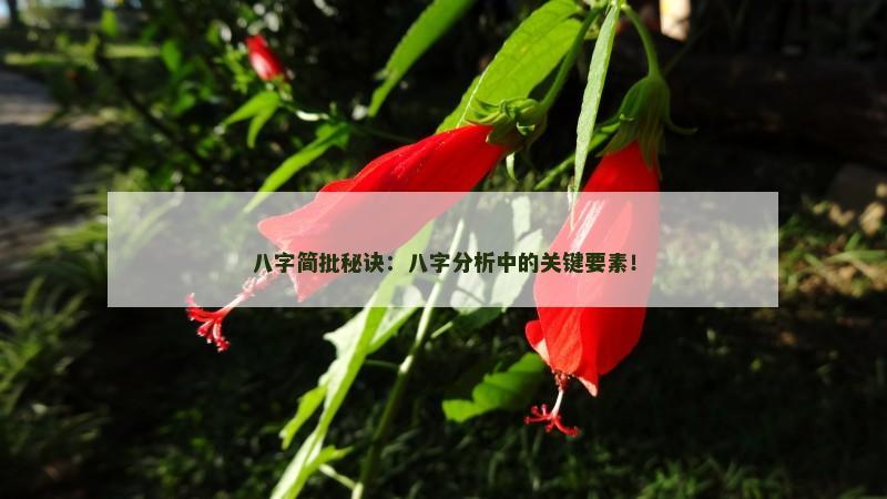 八字简批秘诀：八字分析中的关键要素！