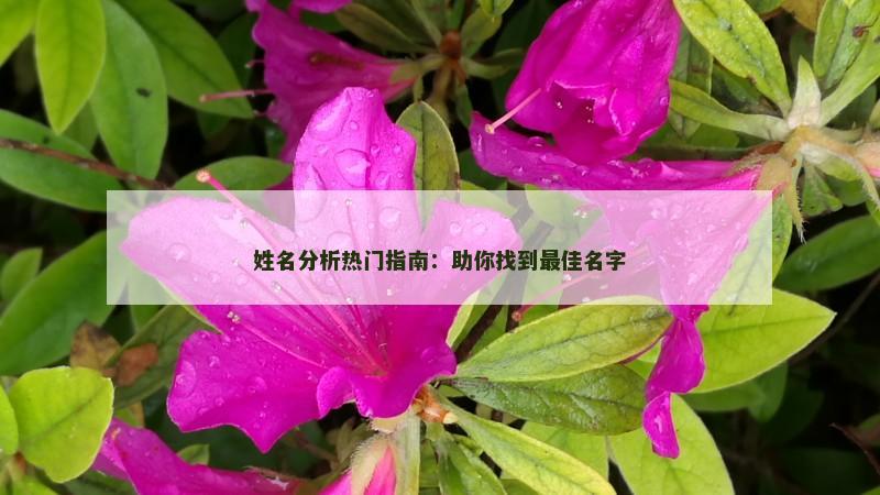 姓名分析热门指南：助你找到最佳名字