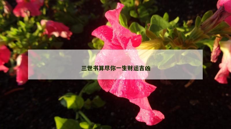三世书算尽你一生财运吉凶