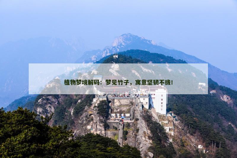 植物梦境解码：梦见竹子，寓意坚韧不拔！