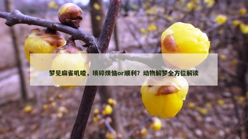 梦见麻雀叽喳，琐碎烦恼or顺利？动物解梦全方位解读