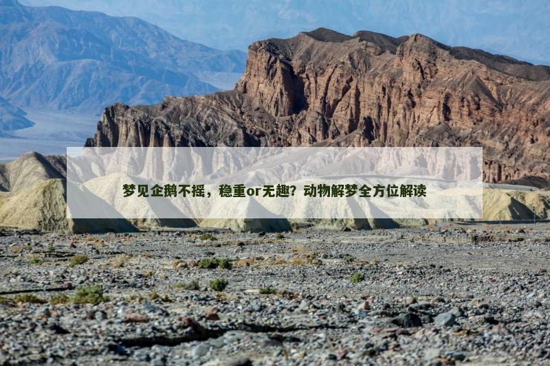 梦见企鹅不摇，稳重or无趣？动物解梦全方位解读