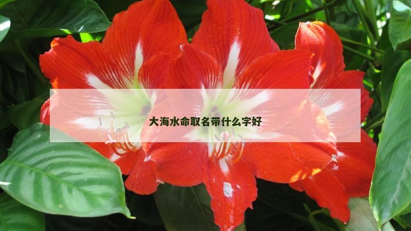 大海水命取名带什么字好