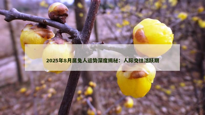 2025年8月属兔人运势深度揭秘：人际交往活跃期