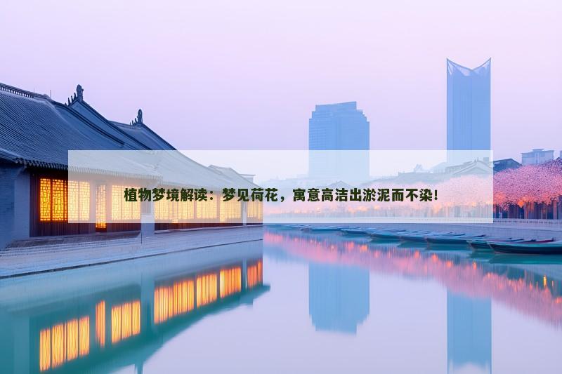 植物梦境解读：梦见荷花，寓意高洁出淤泥而不染！