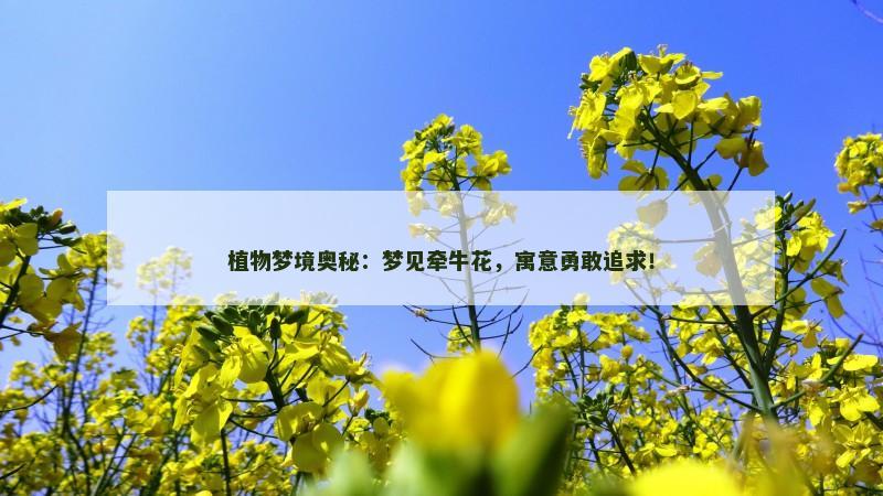植物梦境奥秘：梦见牵牛花，寓意勇敢追求！