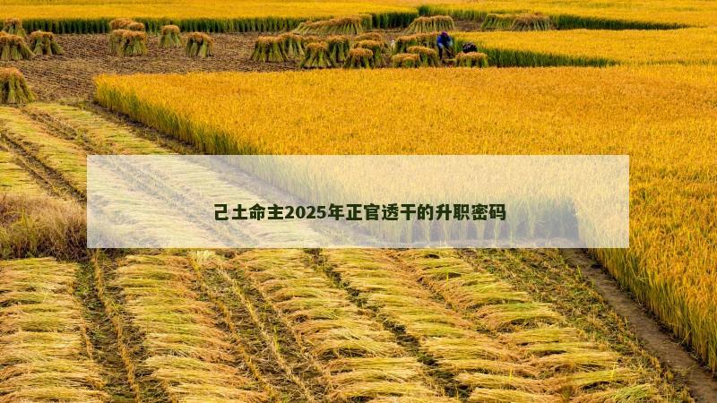 己土命主2025年正官透干的升职密码