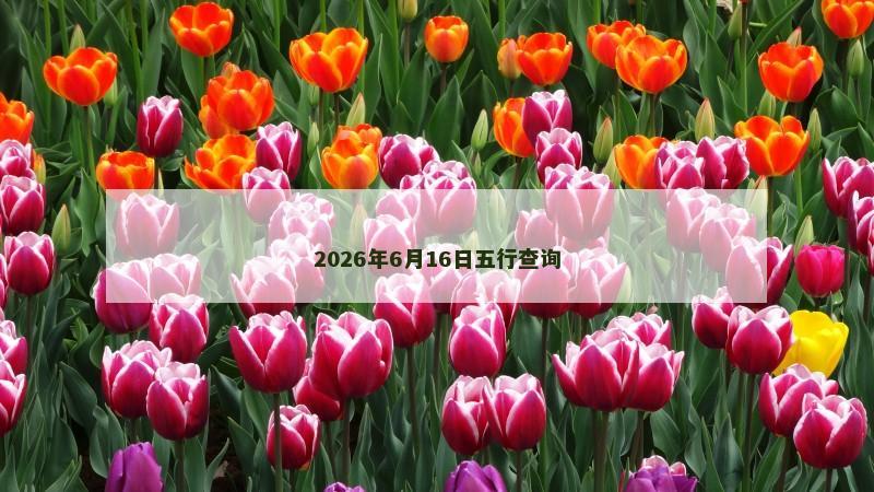 2026年6月16日五行查询
