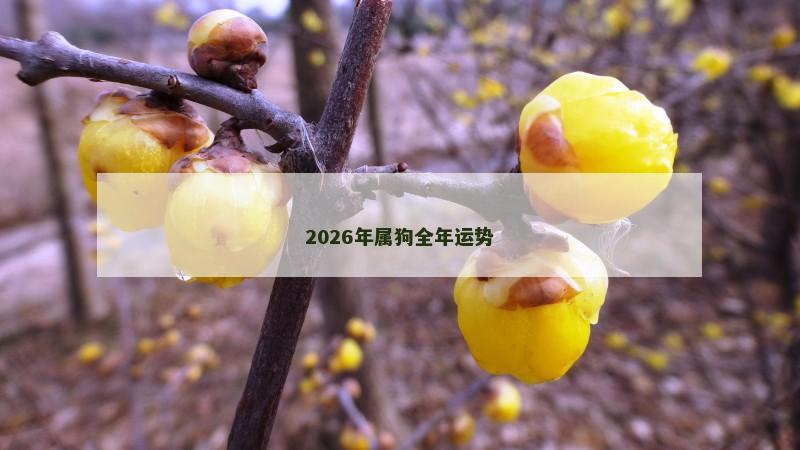 2026年属狗全年运势