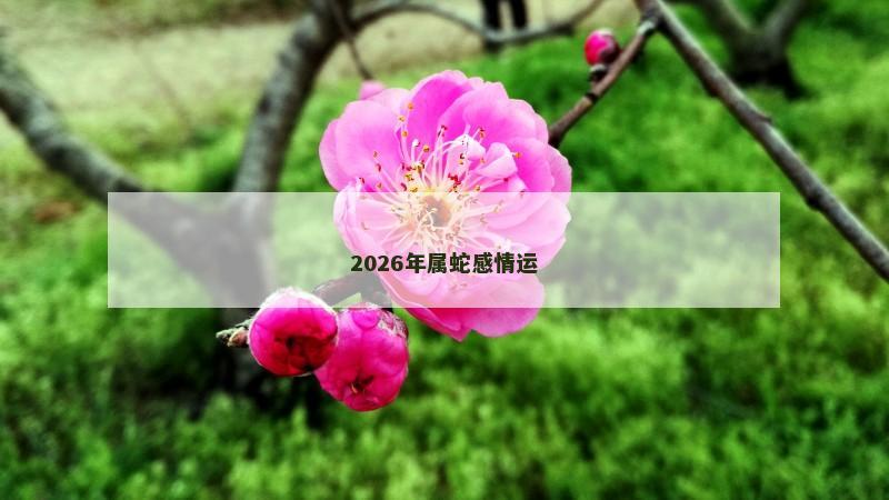 2026年属蛇感情运